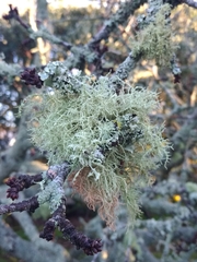 Usnea cornuta