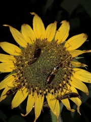 Forficula auricularia