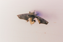 Apatelodes pandarioides