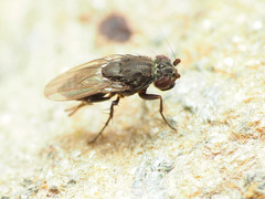 Rachispoda spuleri