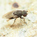 Rachispoda - Photo (c) Katja Schulz,  זכויות יוצרים חלקיות (CC BY), הועלה על ידי Katja Schulz