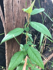 Pomaderris argyrophylla