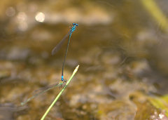 Pseudagrion coomansi