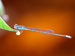 Pseudagrion coomansi