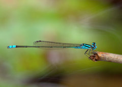 Pseudagrion coomansi