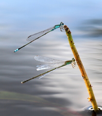 Pseudagrion coomansi