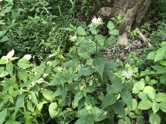 Hydrophyllum macrophyllum