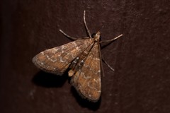 Parapoynx tenebralis