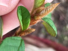 Pomaderris argyrophylla