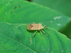 Anasa repetita