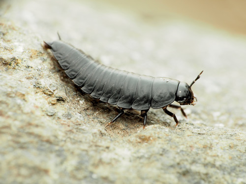 American carrion beetle