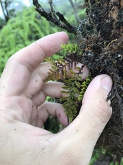 Adenophorus tamariscinus