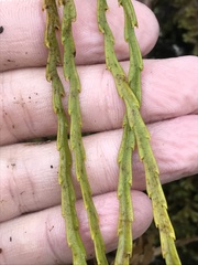 Psilotum complanatum