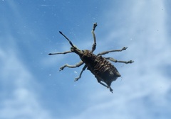 Leptopius setosus