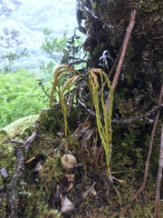 Psilotum complanatum