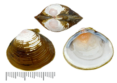 Corbicula fluminea