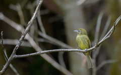 Rhynchocyclus brevirostris