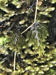 Hymenophyllum lanceolatum