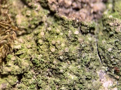Bacidina delicata
