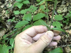 Silene virginica