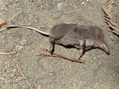 Sorex trowbridgii
