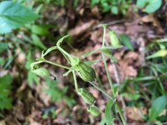 Silene virginica