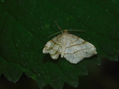 Trigrammia quadrinotaria