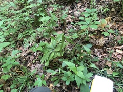 Silene virginica