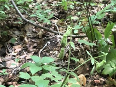 Silene virginica
