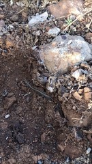 Akymnopellis