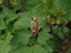 Ribes petraeum