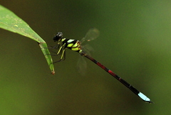 Rhinagrion borneense