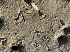 Gallirallus philippensis