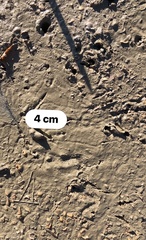 Gallirallus philippensis