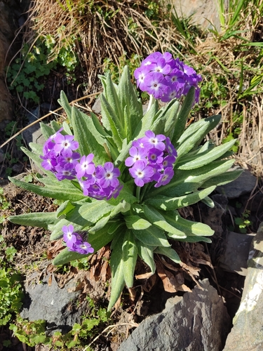 Primula longipes