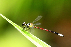 Rhinagrion borneense