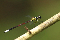 Rhinagrion borneense
