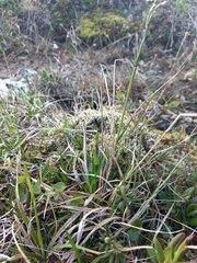 Scirpus maximowiczii