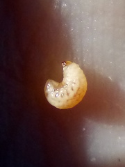 Neocyba metrosideros