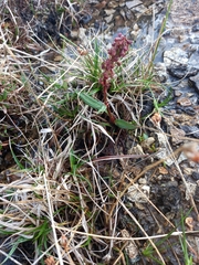 Rumex acetosa pseudoxyria