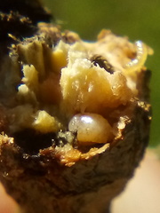 Neocyba metrosideros