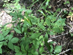 Thaspium barbinode