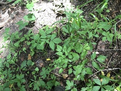 Thaspium barbinode