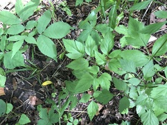 Thaspium barbinode