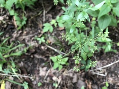 Thaspium barbinode