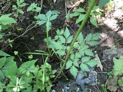 Thaspium barbinode