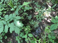 Thaspium barbinode