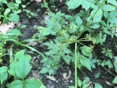 Thaspium barbinode