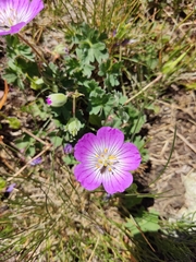 Geranium lazicum