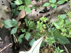 Thaspium barbinode